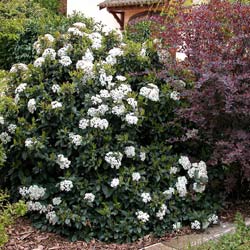 Viorne tin / Viburnum tinus